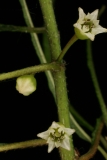 Rhamnus frangula 'Aspleniifolia' RCP05-07 253.jpg